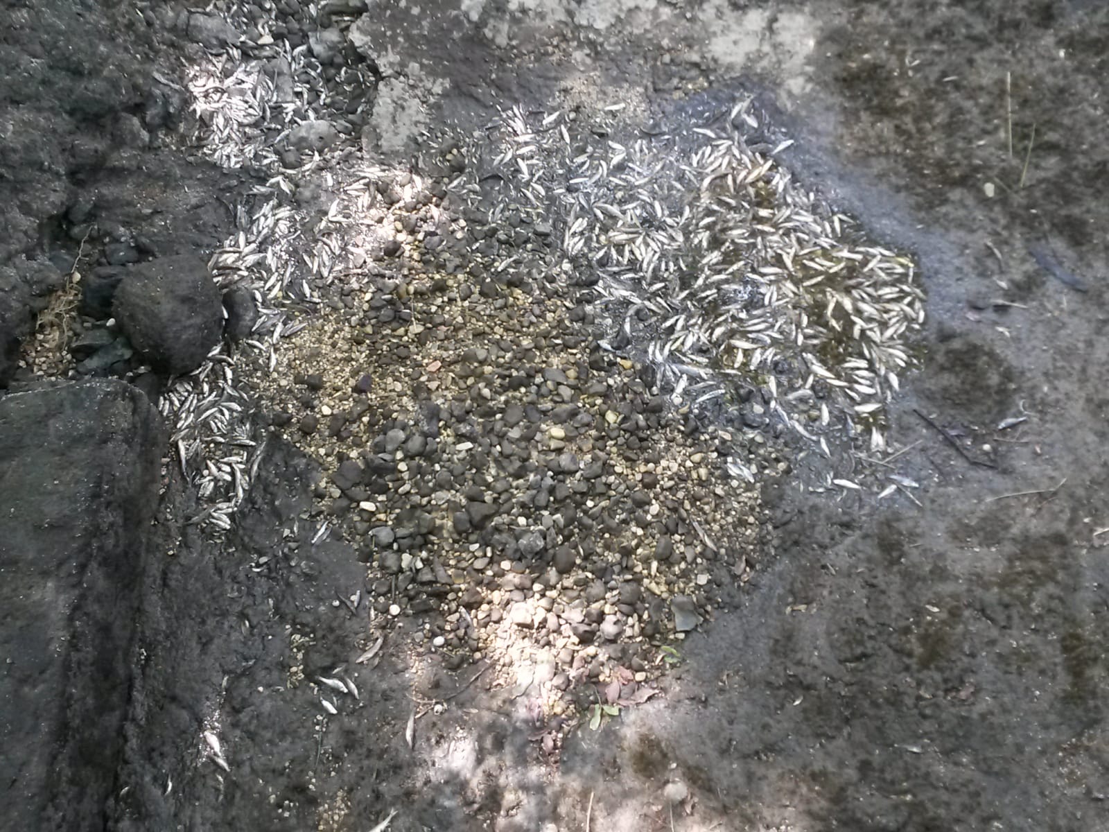 2023 07 les poissons meurent