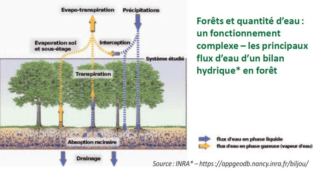 Arbres et EBC introduction image 1